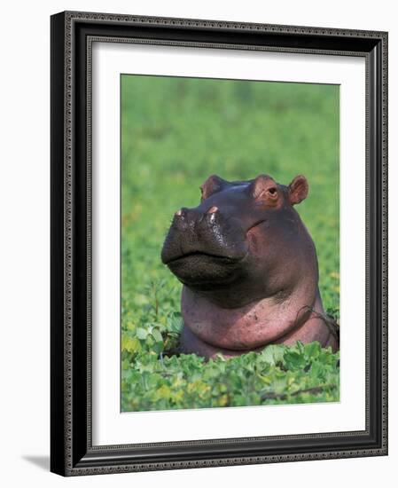 Hippopotamus Surrounded by Water Lettuce, Kruger National Park, South Africa-Tony Heald-Framed Photographic Print