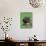 Hippopotamus Surrounded by Water Lettuce, Kruger National Park, South Africa-Tony Heald-Photographic Print displayed on a wall