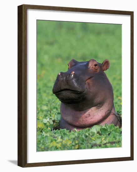 Hippopotamus Surrounded by Water Lettuce, Kruger National Park, South Africa-Tony Heald-Framed Photographic Print