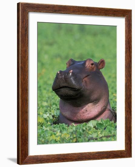 Hippopotamus Surrounded by Water Lettuce, Kruger National Park, South Africa-Tony Heald-Framed Photographic Print