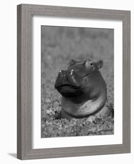 Hippopotamus Surrounded by Water Lettuce, Kruger National Park, South Africa-Tony Heald-Framed Photographic Print