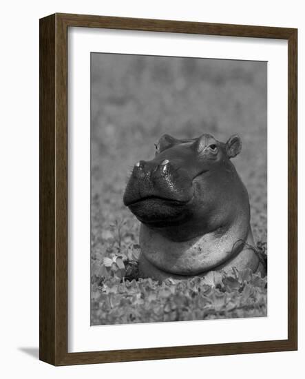 Hippopotamus Surrounded by Water Lettuce, Kruger National Park, South Africa-Tony Heald-Framed Photographic Print