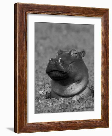 Hippopotamus Surrounded by Water Lettuce, Kruger National Park, South Africa-Tony Heald-Framed Photographic Print