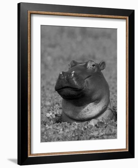 Hippopotamus Surrounded by Water Lettuce, Kruger National Park, South Africa-Tony Heald-Framed Photographic Print