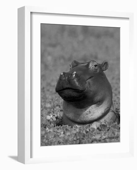 Hippopotamus Surrounded by Water Lettuce, Kruger National Park, South Africa-Tony Heald-Framed Photographic Print