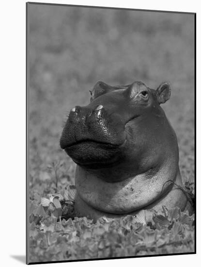 Hippopotamus Surrounded by Water Lettuce, Kruger National Park, South Africa-Tony Heald-Mounted Photographic Print