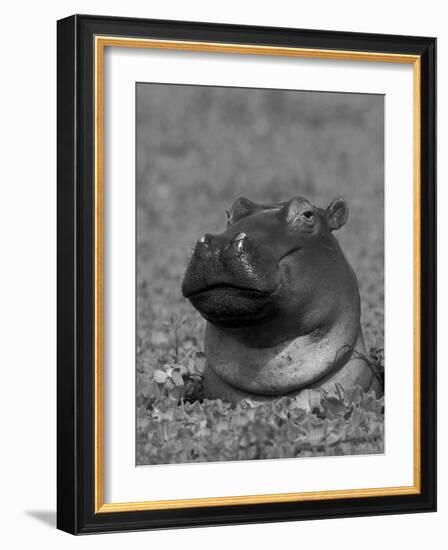 Hippopotamus Surrounded by Water Lettuce, Kruger National Park, South Africa-Tony Heald-Framed Photographic Print