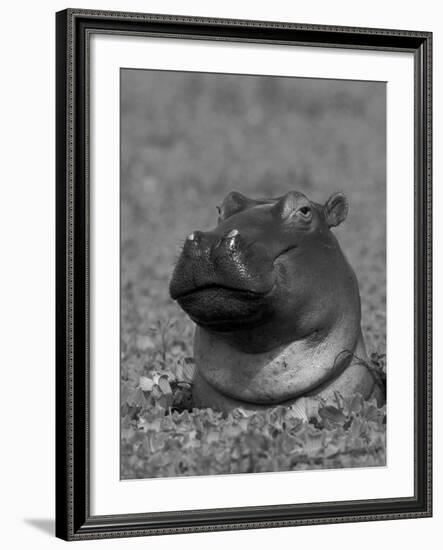 Hippopotamus Surrounded by Water Lettuce, Kruger National Park, South Africa-Tony Heald-Framed Photographic Print