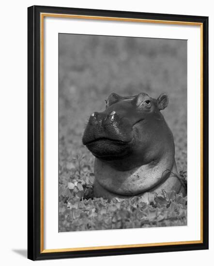 Hippopotamus Surrounded by Water Lettuce, Kruger National Park, South Africa-Tony Heald-Framed Photographic Print