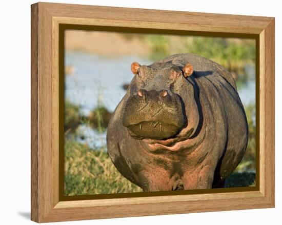 Hippopotamus, Tanzania-Charles Sleicher-Framed Premier Image Canvas