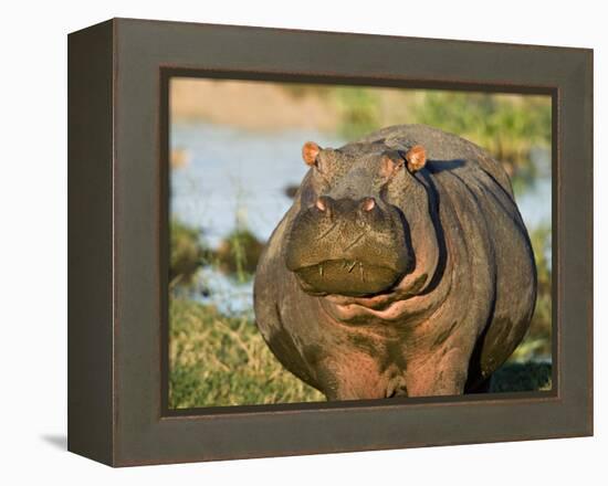 Hippopotamus, Tanzania-Charles Sleicher-Framed Premier Image Canvas