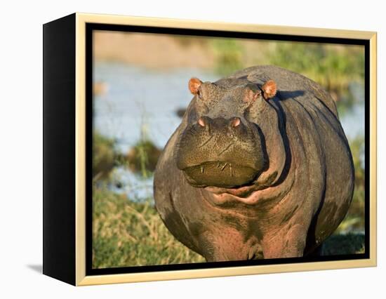 Hippopotamus, Tanzania-Charles Sleicher-Framed Premier Image Canvas