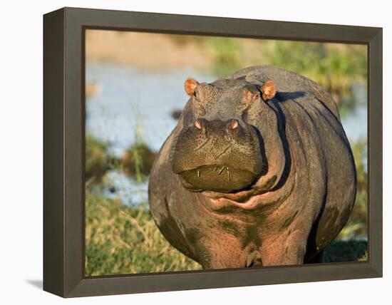 Hippopotamus, Tanzania-Charles Sleicher-Framed Premier Image Canvas