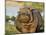 Hippopotamus, Tanzania-Charles Sleicher-Mounted Photographic Print