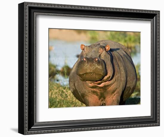 Hippopotamus, Tanzania-Charles Sleicher-Framed Photographic Print