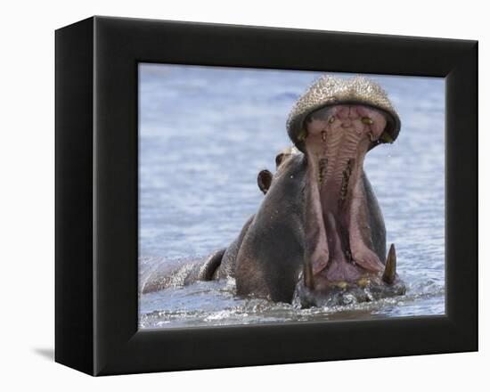 Hippopotamus with Mouth Open, Chobe National Park, Botswana-Tony Heald-Framed Premier Image Canvas