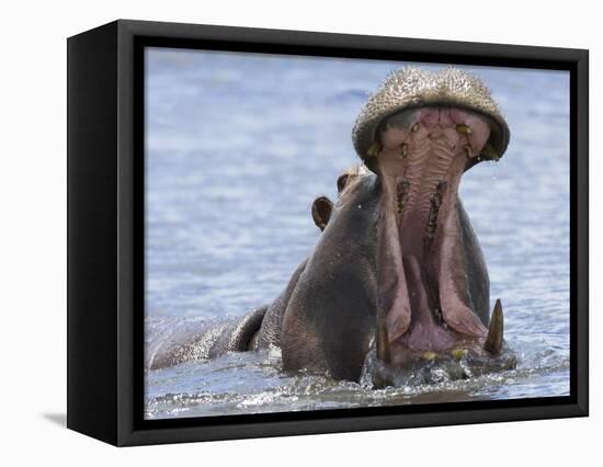 Hippopotamus with Mouth Open, Chobe National Park, Botswana-Tony Heald-Framed Premier Image Canvas