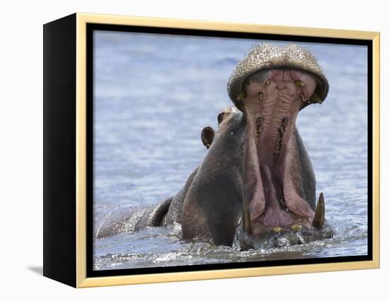 Hippopotamus with Mouth Open, Chobe National Park, Botswana-Tony Heald-Framed Premier Image Canvas