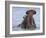 Hippopotamus with Mouth Open, Chobe National Park, Botswana-Tony Heald-Framed Photographic Print