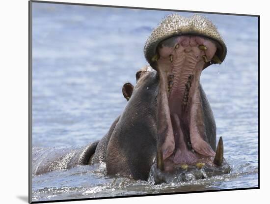 Hippopotamus with Mouth Open, Chobe National Park, Botswana-Tony Heald-Mounted Photographic Print