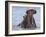 Hippopotamus with Mouth Open, Chobe National Park, Botswana-Tony Heald-Framed Photographic Print