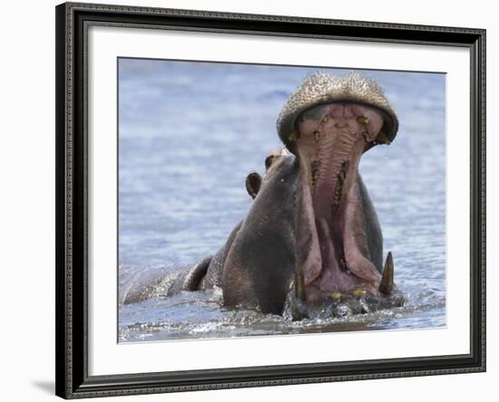 Hippopotamus with Mouth Open, Chobe National Park, Botswana-Tony Heald-Framed Photographic Print