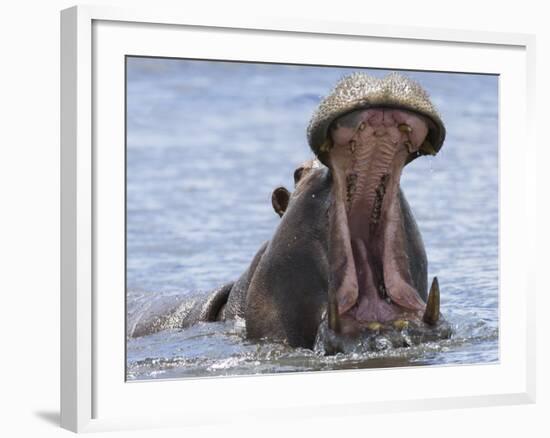 Hippopotamus with Mouth Open, Chobe National Park, Botswana-Tony Heald-Framed Photographic Print