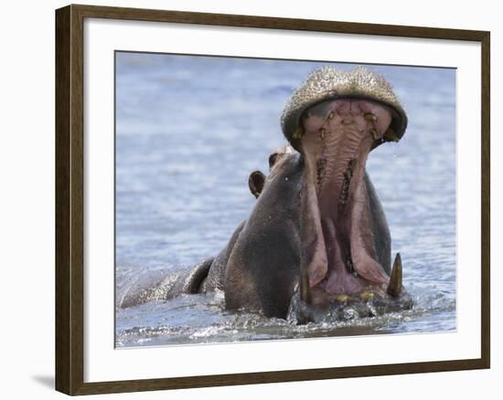 Hippopotamus with Mouth Open, Chobe National Park, Botswana-Tony Heald-Framed Photographic Print