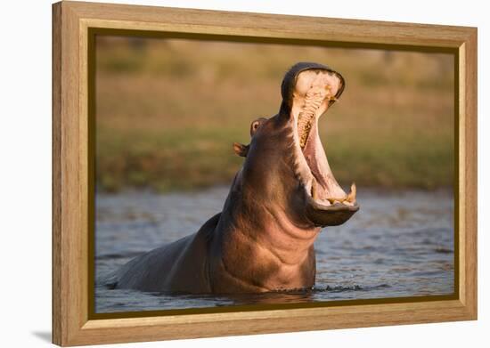 Hippopotamus Yawning in Waterhole, Ruaha, Tanzania-Paul Joynson Hicks-Framed Premier Image Canvas