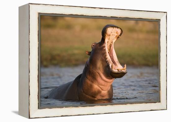 Hippopotamus Yawning in Waterhole, Ruaha, Tanzania-Paul Joynson Hicks-Framed Premier Image Canvas