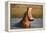 Hippopotamus Yawning in Waterhole, Ruaha, Tanzania-Paul Joynson Hicks-Framed Premier Image Canvas