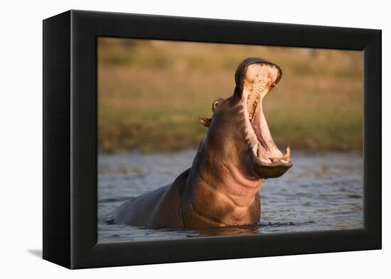 Hippopotamus Yawning in Waterhole, Ruaha, Tanzania-Paul Joynson Hicks-Framed Premier Image Canvas