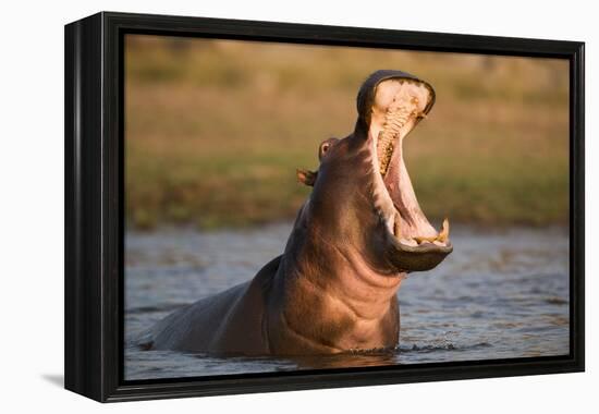 Hippopotamus Yawning in Waterhole, Ruaha, Tanzania-Paul Joynson Hicks-Framed Premier Image Canvas