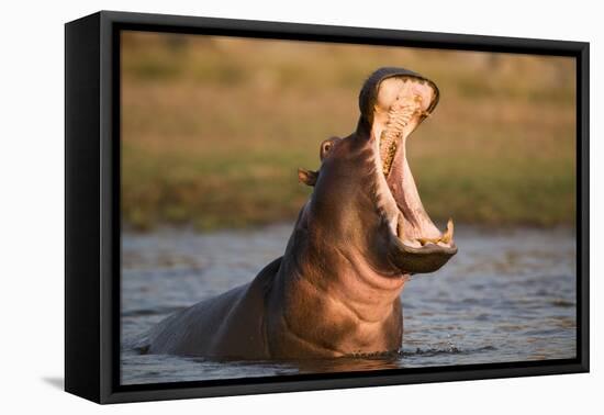 Hippopotamus Yawning in Waterhole, Ruaha, Tanzania-Paul Joynson Hicks-Framed Premier Image Canvas