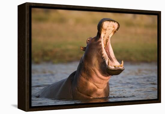 Hippopotamus Yawning in Waterhole, Ruaha, Tanzania-Paul Joynson Hicks-Framed Premier Image Canvas