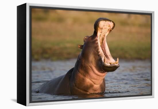 Hippopotamus Yawning in Waterhole, Ruaha, Tanzania-Paul Joynson Hicks-Framed Premier Image Canvas