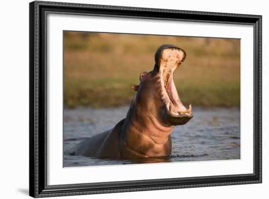 Hippopotamus Yawning in Waterhole, Ruaha, Tanzania-Paul Joynson Hicks-Framed Photographic Print