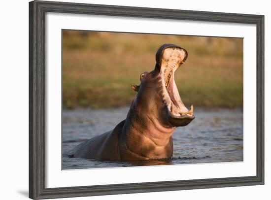 Hippopotamus Yawning in Waterhole, Ruaha, Tanzania-Paul Joynson Hicks-Framed Photographic Print