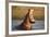 Hippopotamus Yawning in Waterhole, Ruaha, Tanzania-Paul Joynson Hicks-Framed Photographic Print