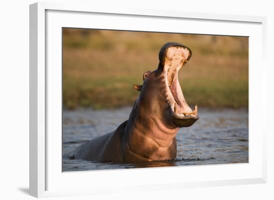 Hippopotamus Yawning in Waterhole, Ruaha, Tanzania-Paul Joynson Hicks-Framed Photographic Print