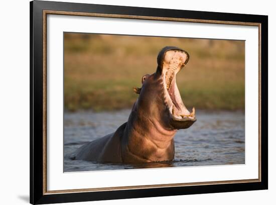 Hippopotamus Yawning in Waterhole, Ruaha, Tanzania-Paul Joynson Hicks-Framed Photographic Print