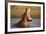 Hippopotamus Yawning in Waterhole, Ruaha, Tanzania-Paul Joynson Hicks-Framed Photographic Print