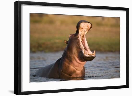 Hippopotamus Yawning in Waterhole, Ruaha, Tanzania-Paul Joynson Hicks-Framed Photographic Print