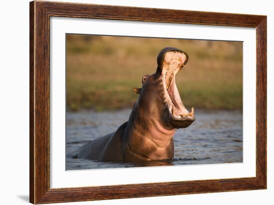 Hippopotamus Yawning in Waterhole, Ruaha, Tanzania-Paul Joynson Hicks-Framed Photographic Print