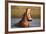 Hippopotamus Yawning in Waterhole, Ruaha, Tanzania-Paul Joynson Hicks-Framed Photographic Print