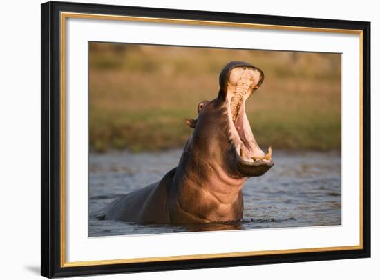 Hippopotamus Yawning in Waterhole, Ruaha, Tanzania-Paul Joynson Hicks-Framed Photographic Print