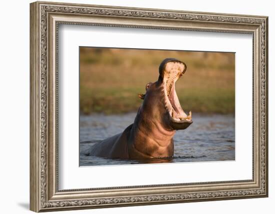 Hippopotamus Yawning in Waterhole, Ruaha, Tanzania-Paul Joynson Hicks-Framed Photographic Print