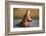 Hippopotamus Yawning in Waterhole, Ruaha, Tanzania-Paul Joynson Hicks-Framed Photographic Print