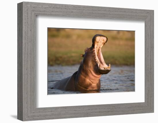 Hippopotamus Yawning in Waterhole, Ruaha, Tanzania-Paul Joynson Hicks-Framed Photographic Print