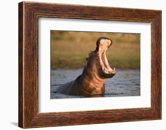 Hippopotamus Yawning in Waterhole, Ruaha, Tanzania-Paul Joynson Hicks-Framed Photographic Print